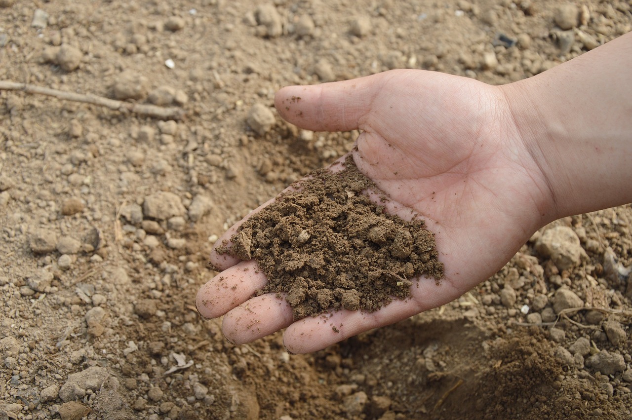 Vermicomposteren met rode wormen in houten bak.