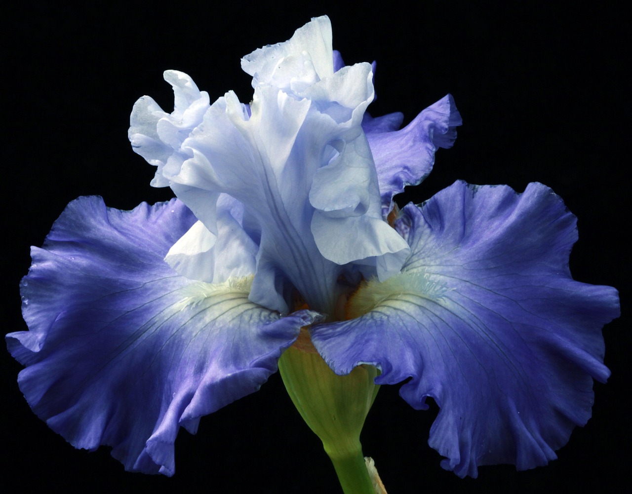 Slimme sensoren monitoren gezonde bloemen. Slimme sensoren monitoren gezonde bloemen.