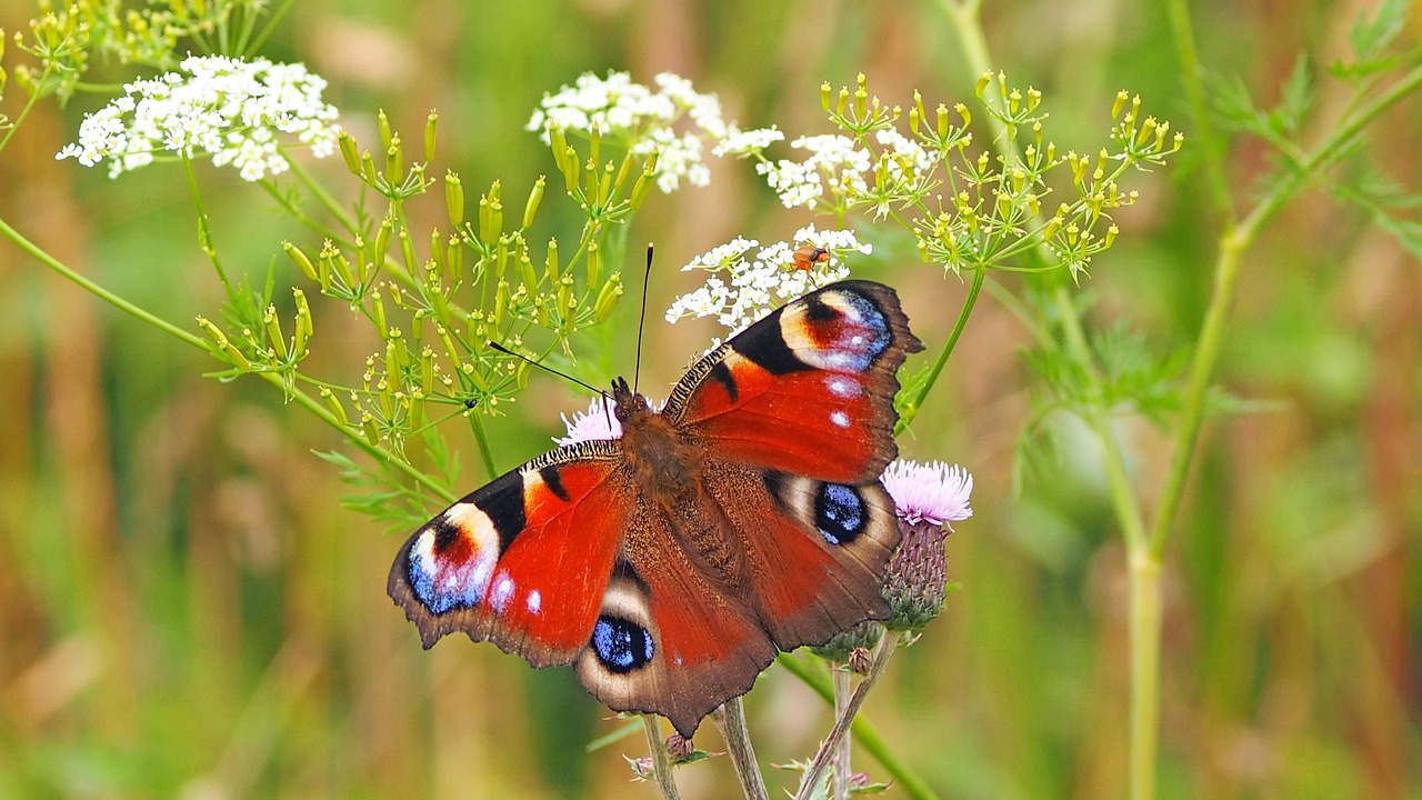 Wilde bloemenveld bevordert nuttige insectenactiviteit. Wilde bloemenveld bevordert nuttige insectenactiviteit.