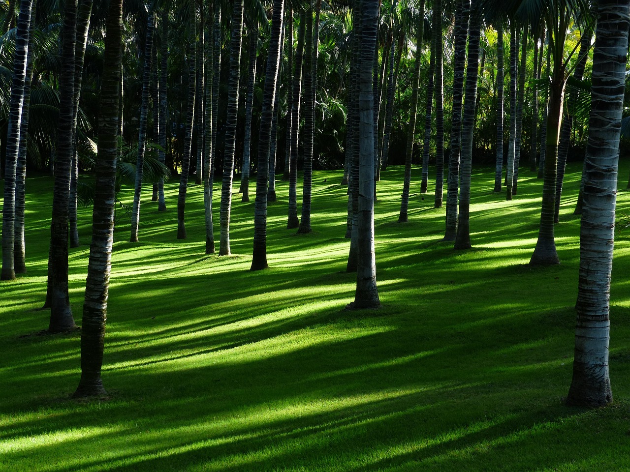 Groene Zen-tuin met Japandi ontwerpkenmerken.